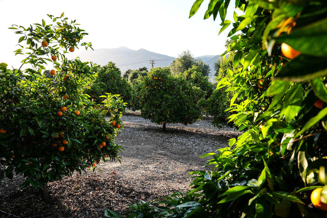 Outdoor orange citrus orchard